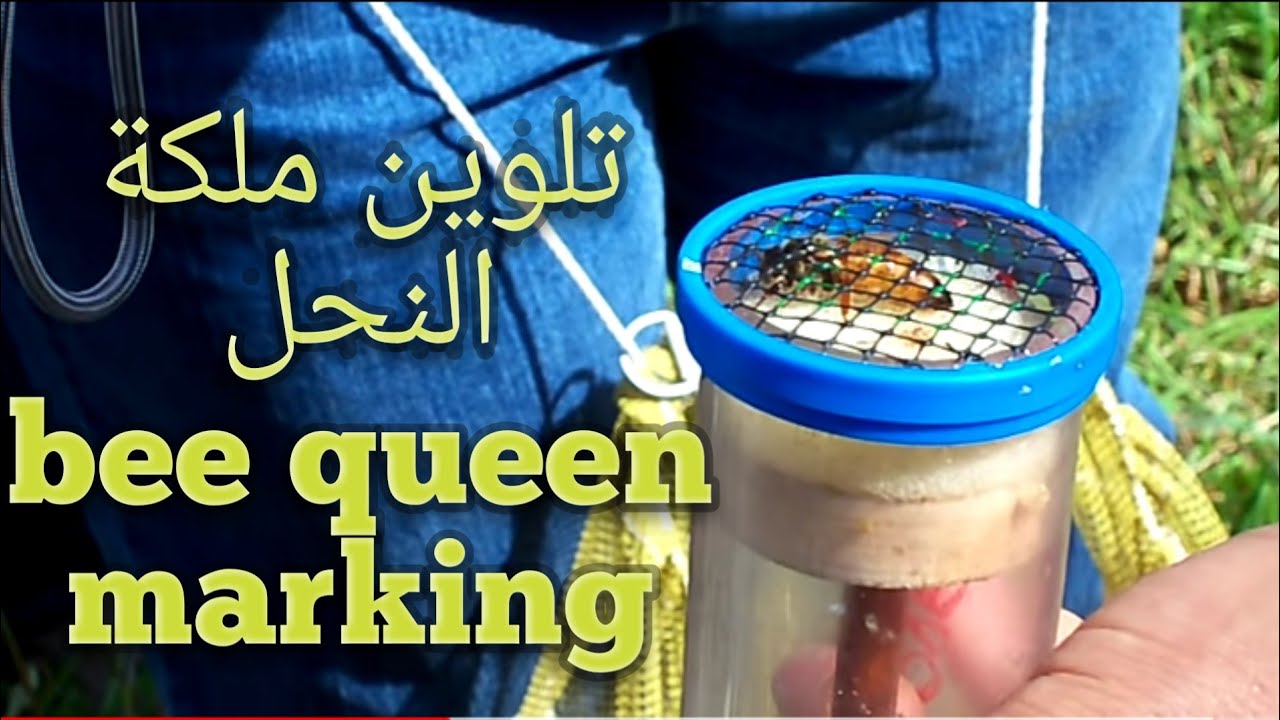 How to mark a queen bee تعليم ملكة النحل