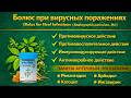 Болюс при вирусных поражениях Bolus for Viral Infections