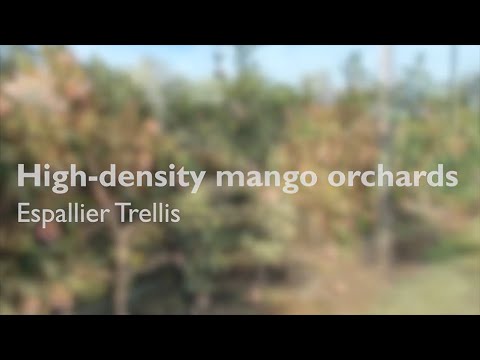 Video: Tropiese Groen Mango- En Papajaslaai