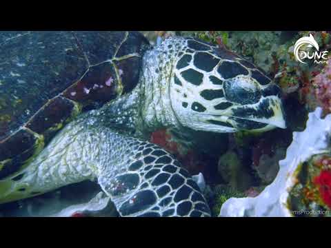 Three Sister, Komodo - Indonesia