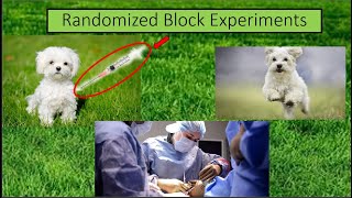 Randomized Block Experiments STA3032 Net Worth