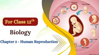 HUMAN REPRODUCTION Class 12 #NEET Lecture-2 Topic wise Explanation