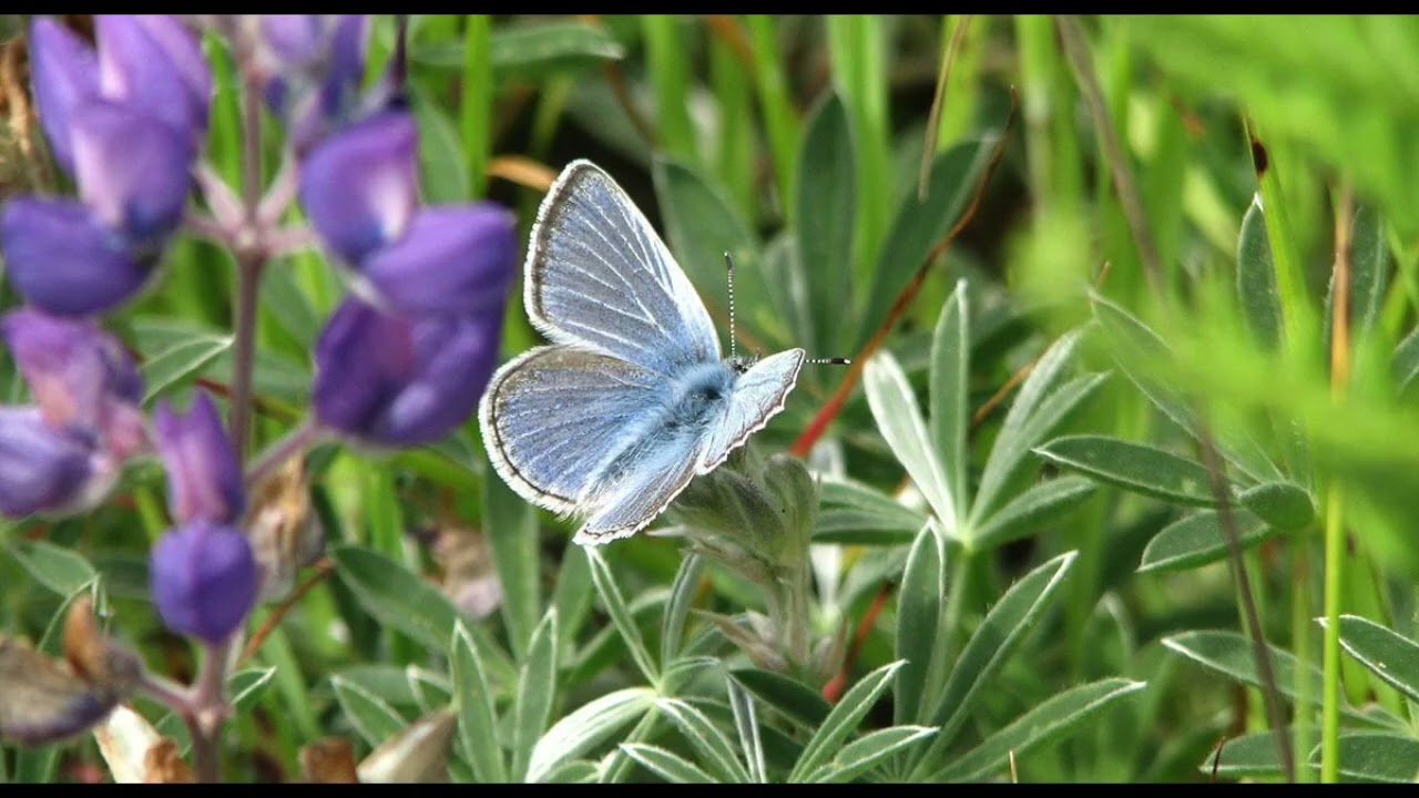vlog project: mission blue butterfly