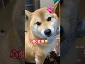 #柴犬 #柴犬のいる暮らし #cute #dog #しばいぬ #癒し #shibainu #かわいい犬 #心亜 #おしゃれ #リボン