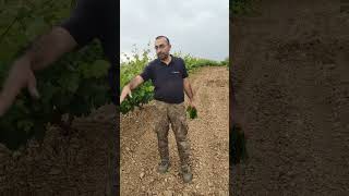 Üzüm Dikiminde Çeşit Nasıl Seçilir??