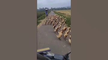 bebek di sawah #shorts