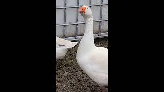 Our entire experience raising geese and everything we've learned, from hatch until now.