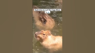 Capy tries to swim with Capybaras #capybara #duck #shorts