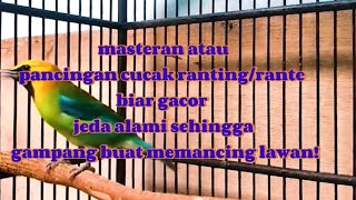 Cucak ranting/rante gacor manggil lawan istimewa jeda alami cocok buat masteran segala jenis kicauan