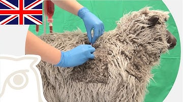 CSL: Subcutaneous Injection in Sheep