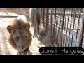 Lions In Hargeisa 🦁