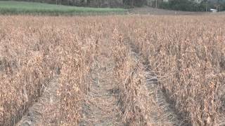 Legume residue management in sugarcane