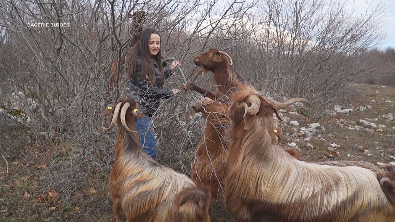 Tufa e dhive sulmon gazetaren gjatë xhirimeve - Bagëti e Bujqësi