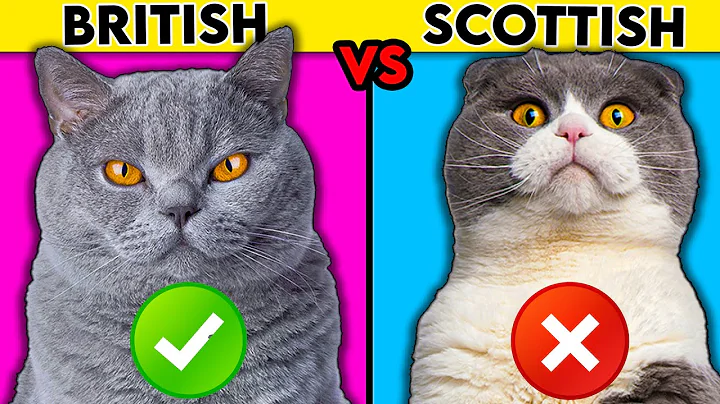 British Shorthair vs Scottish Fold - What You Need To Know - DayDayNews