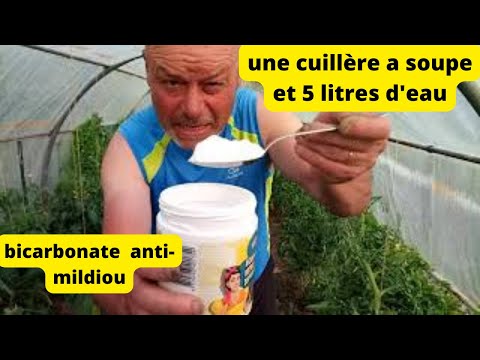 Vidéo: Lutte contre le mildiou dans les cultures de maïs : comment traiter le maïs sucré avec le mildiou