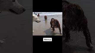 Havanese trots at dog beach