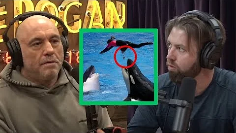 Do Orcas Eat People? Joe and Forrest Discuss Killer Whales | Joe Rogan & Forrest Galante #1403