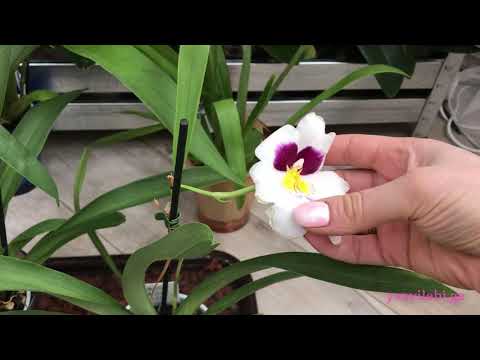 მილტონიოფსისის (მილტონიას) რეანიმაცია ,,უკვდავების წყლის\" კოქტეილით. (ნაბიჯი #2). მინი ექსკურსი