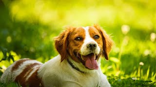 The Best Hunting Breeds Comparing Brittany Dogs and Other Outstanding Companions