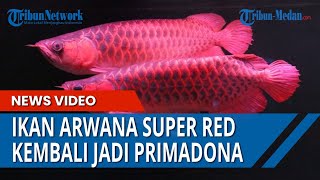 Ikan Arwana Super Red Jadi Primadona, Penjualan Naik 50 Persen, Berikut Harga dan Cara Merawatnya