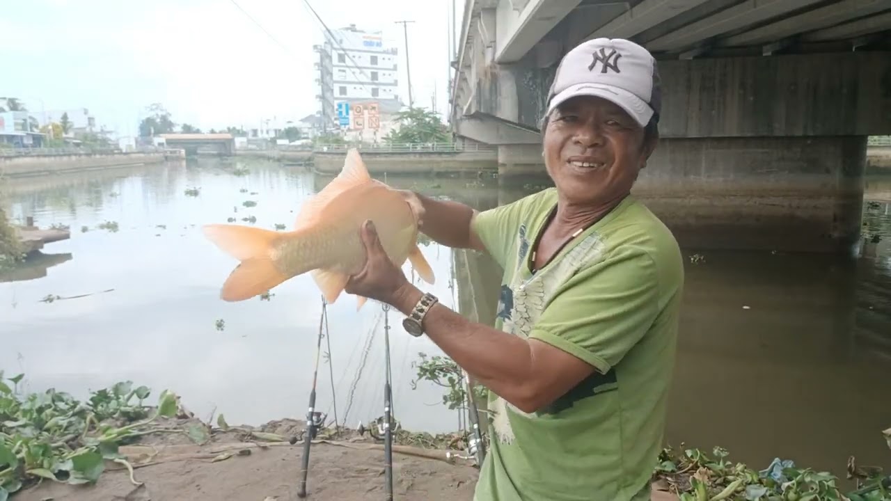 Câu dưới gầm cầu Cái Sơn dính được cá chép khổng lồ