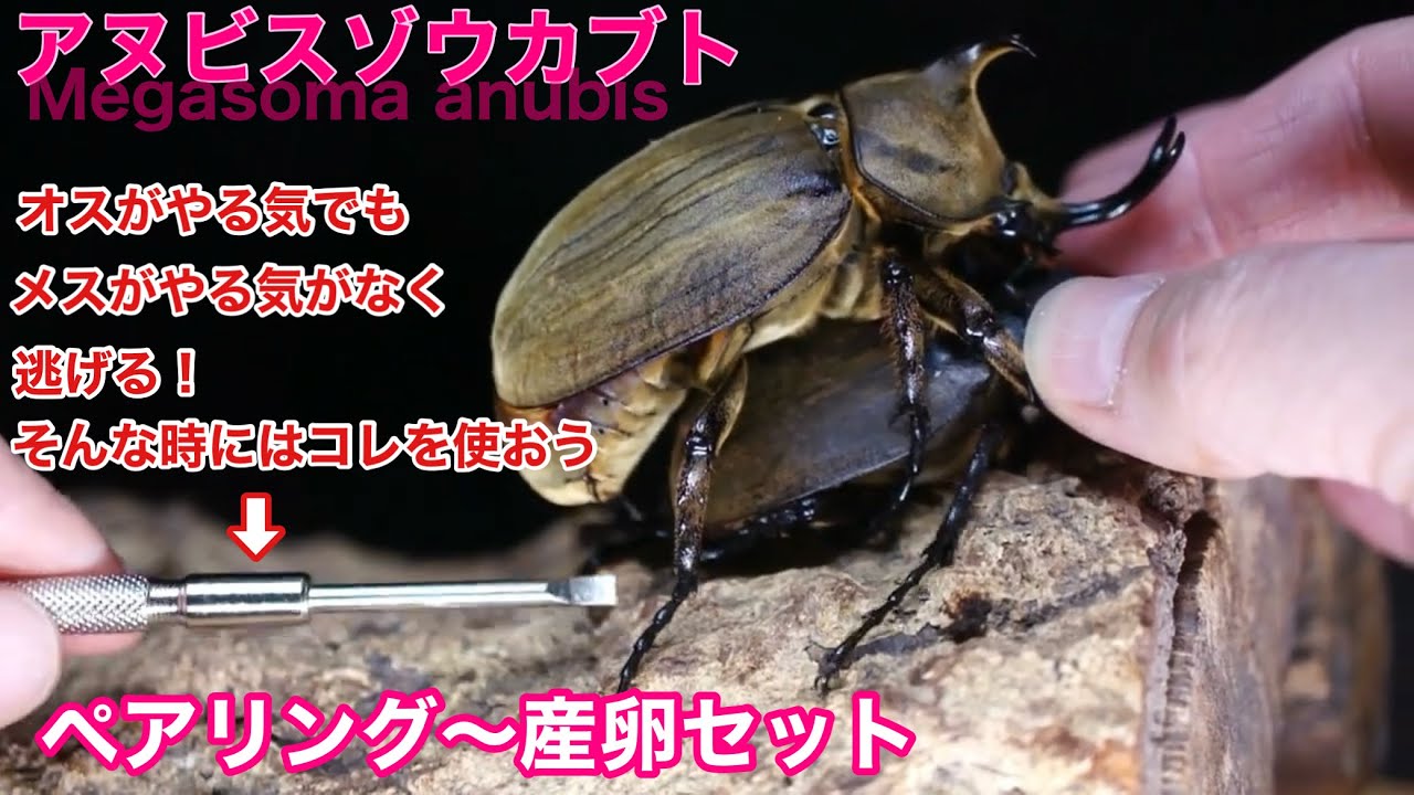 【希少種】アヌビスゾウカブト•ペア　完品　休眠中 アヌビスゾウカブトの飼育方法｜ペアリングから幼虫管理まで | 六脚堂