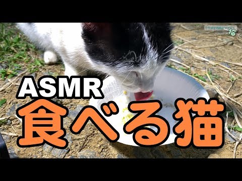 ごはんをガツガツ食べる猫　餌アングルで捕食音 ASMR