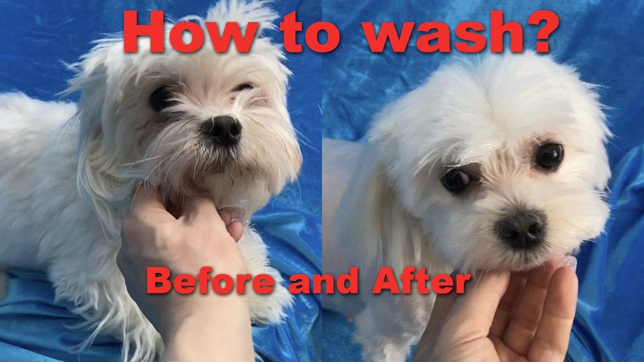 how to wash a Maltese dog YouTube