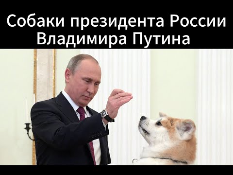 Все собаки Президента России Владимира Путина
