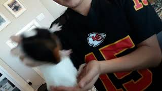 Dancing Guinie Pig Skibidop Yes Yes