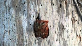 Screech Owl Calling 2