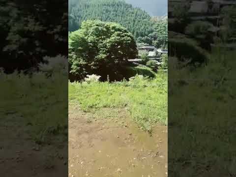 woodsman campaign site 道志村 japan ソロキャンプ
