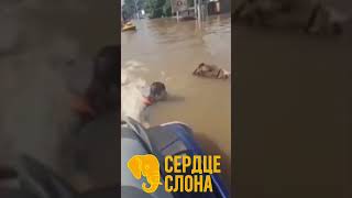 Некоторые люди могут пройти мимо, а другие готовы пожертвовать своей жизнью ради животных