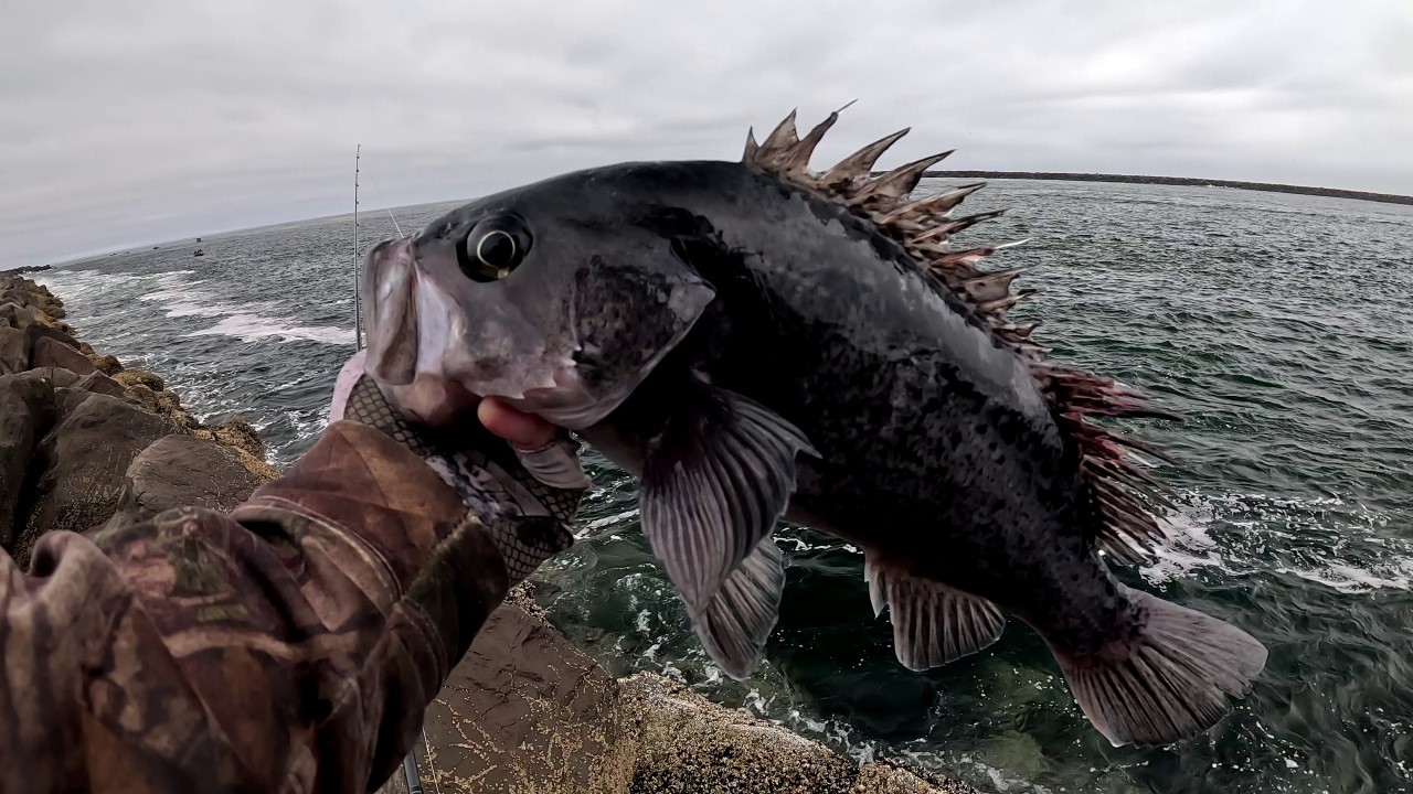 Cloudy Day Jetty Fishing – Rockfish & Lingcod Catch