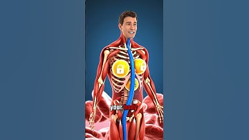 🔥 “FAST FAT LOSS: Do These 3 Habits for 7 Days (Science Explained) | Lose Belly Fat Quickly!”