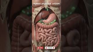 Digestion Works in the Human Body | Digestive System #shorts