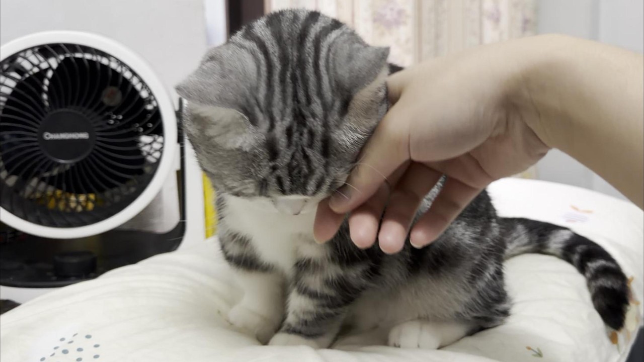 抚摸怕冷小猫