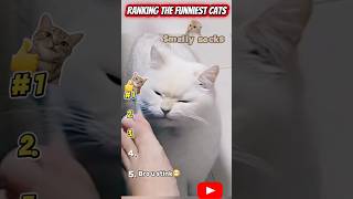 Ranking The Funniest Cats With Smelly Socks 😹🧦