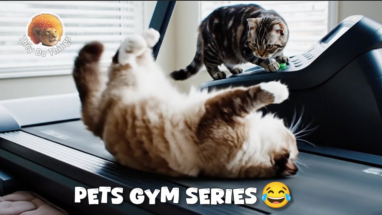 Pets Gym Series | Funny Fails