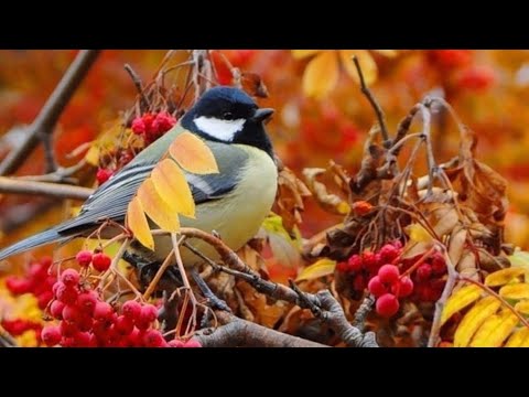 СКОРПИОН.ТАРО ПРОГНОЗ ОКТЯБРЬ 2023/НАДЁЖНОЕ ТАРО #таро #любовь #гадание #деньги #мир #отношения #