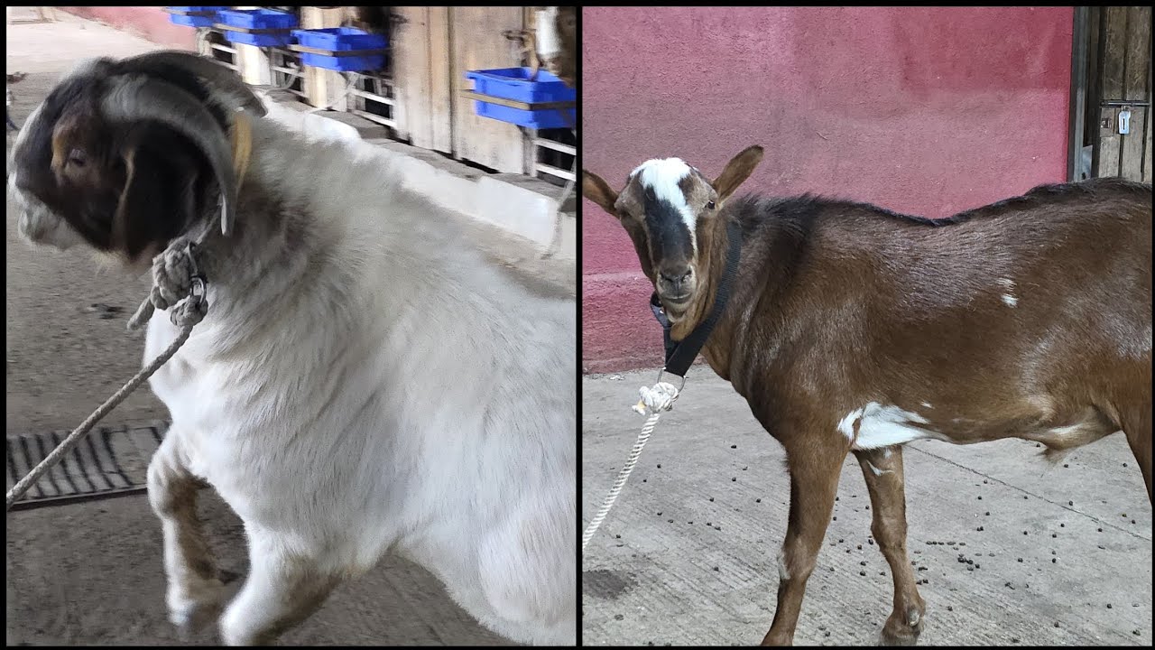 Bada Teddy Barbara Or Jabardast Boer Ki Taiyaari Dekho Jd Goat Farm ki 