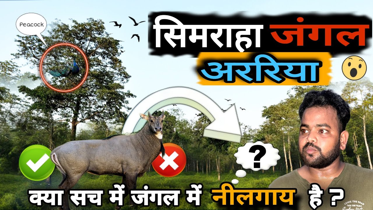 सिमराहा जंगल | Araria Biggest Forest | Raghu Nandan Vlogs