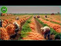 The most modern agriculture machines that are at another level  how to harvest carrots in farm