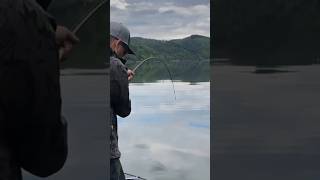 Waller auf Hechtrute, Angelspass am Edersee #fishing #angeln #gofishing #wels #waller