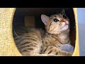 秘密の小部屋にしまちゃんが住み着きました!