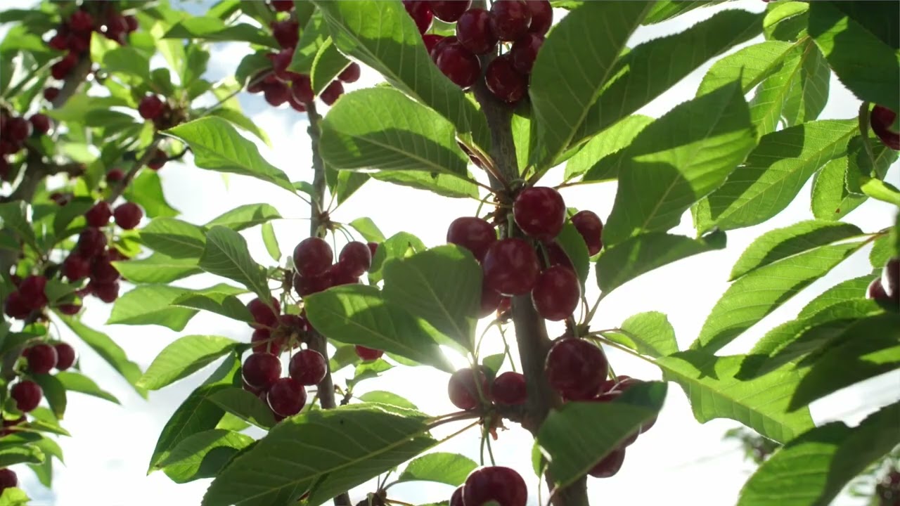 Ballance Agri-Nutrients: Electrifying Our Orchard 🌱