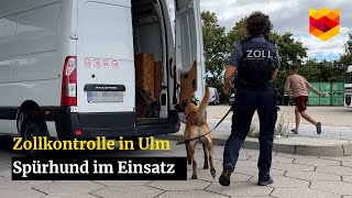 Zollkontrolle in Ulm: Spürhund auf der Suche nach Schmuggelware  |  schwäbische.de