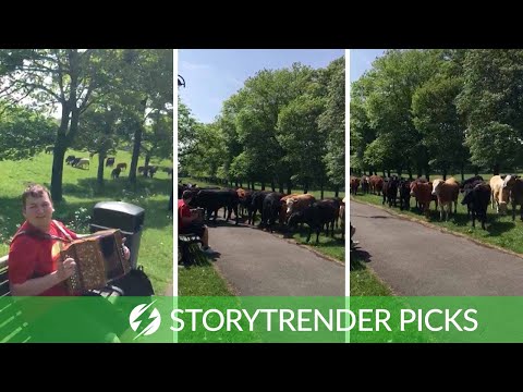Man Serenades Herd Of Cows With Accordion - This is the moment a herd of cows gathered round a moo-sician as he serenaded them with his accordion.