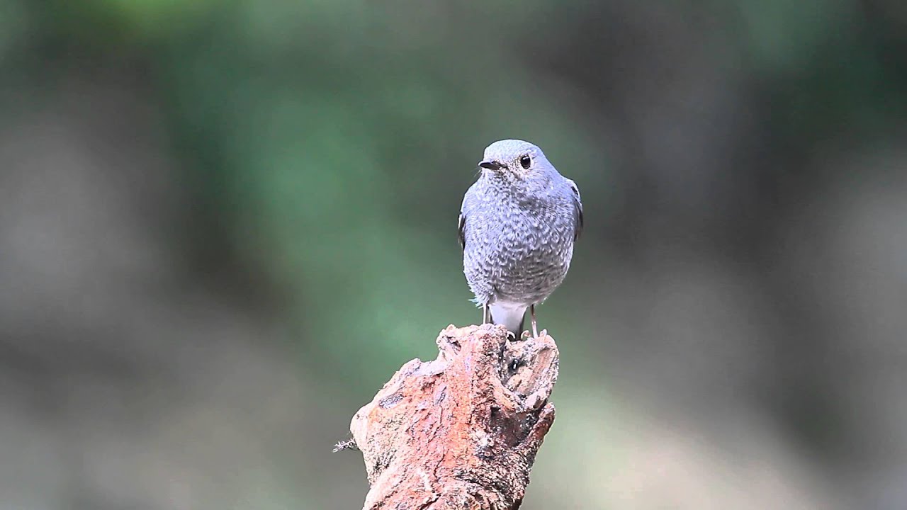 Plumbeous Water Redstart 