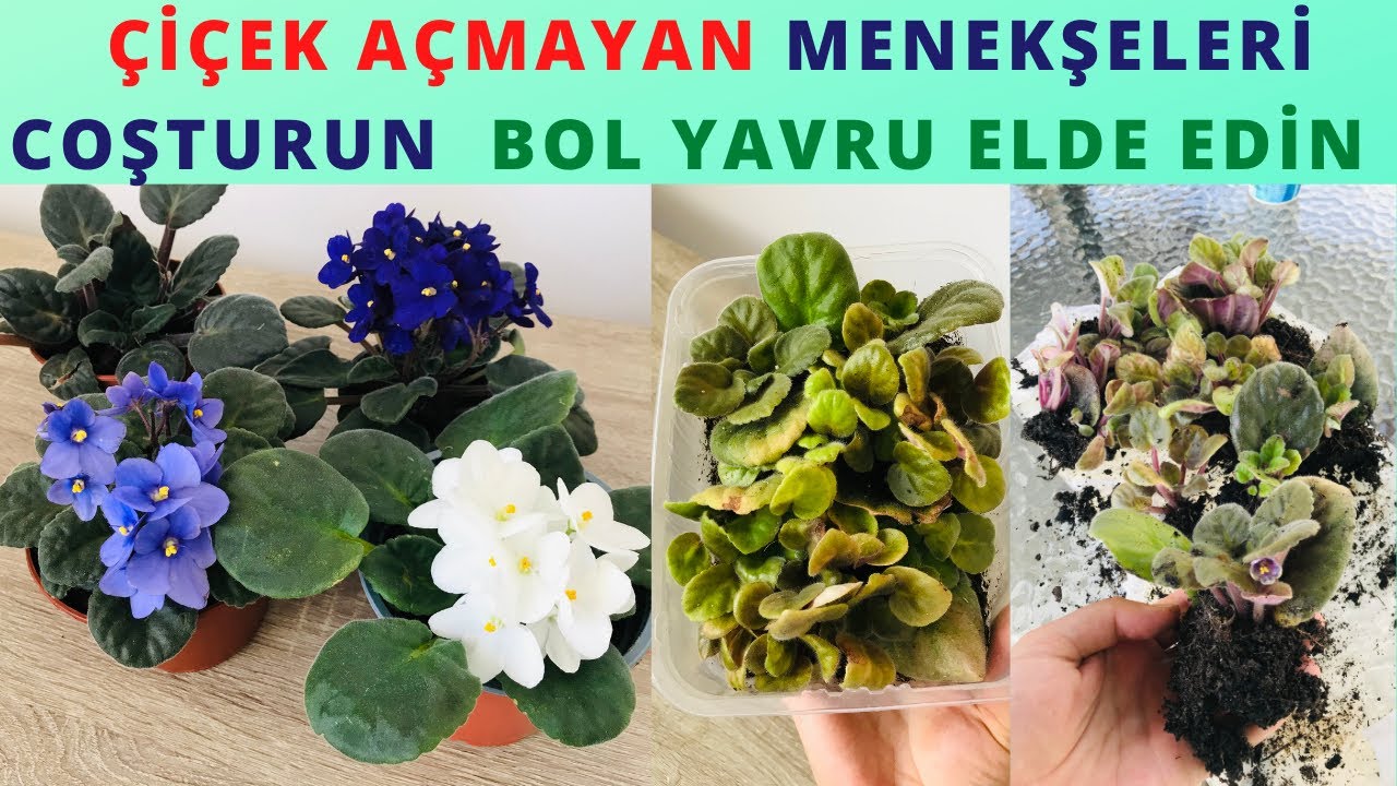 Уход за фиолетовым энтузиазмом / Размножение фиалки / Уход за фиалками за все / Фиолетовое